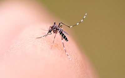 Dengue em crianças: como identificar?